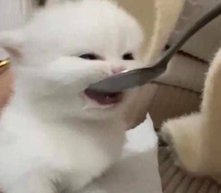 Honeyjimin1013's tweet photo. ป้อนอาหารแมว 🍲🍤🍳 https://t.co/zWLyE8rKZq