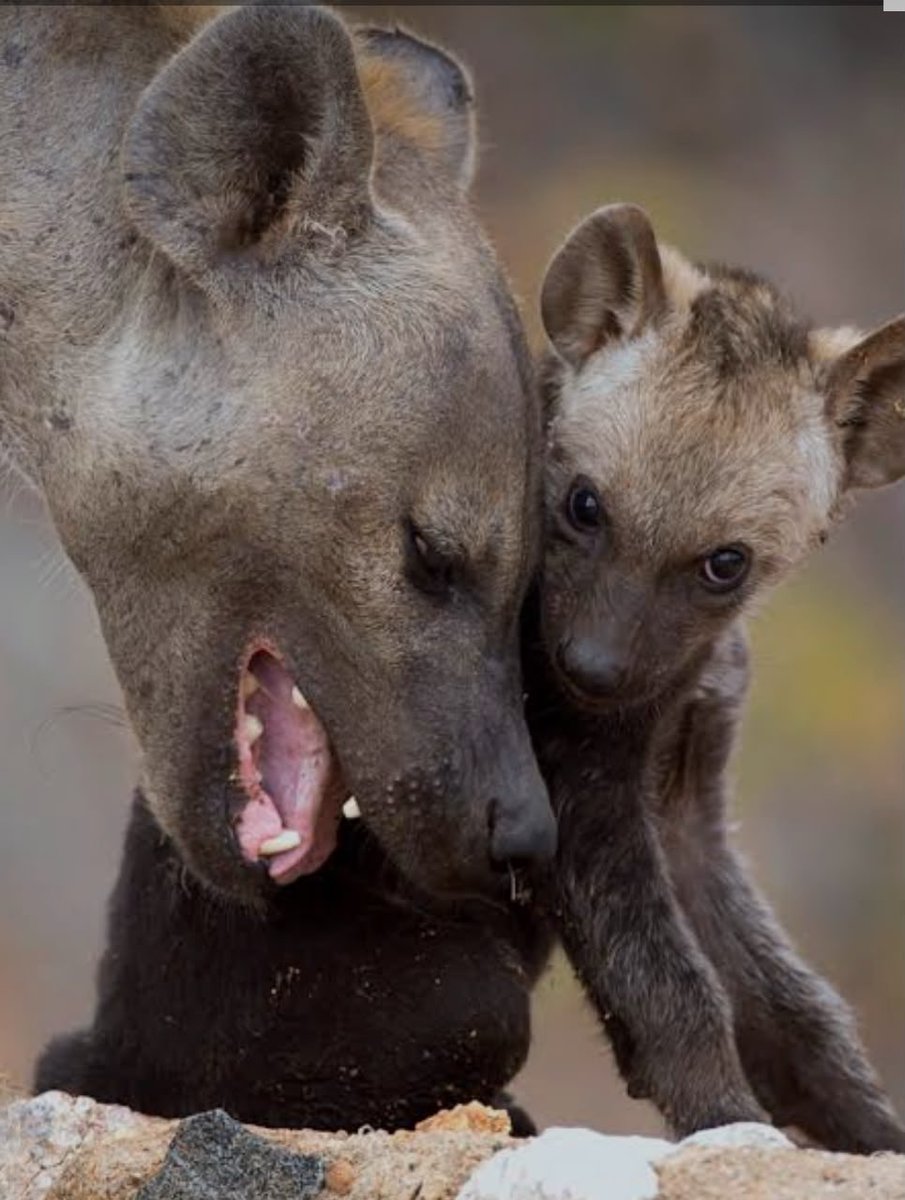 obeyshava1's tweet photo. When a Hyena wants to eat its children, it first accuses them of smelling like goats. The family bond and moral responsibility have been stripped away. The offspring is now a prey. How many days to go? 

Blessed be the land of Zimbabwe. https://t.co/a9DfyMy9EL