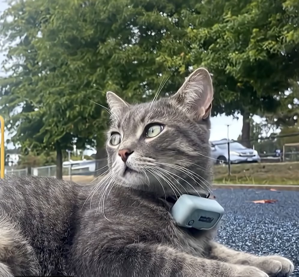 hifurrend's tweet photo. A cat named Sniff has a favorite place to hang out: an elementary school in Vancouver. His owner noticed something funny when she checked his GPS tracker. All summer, Sniff had avoided the school. “There are no kids, so he's not there,” she said.

Now that school's back, so is Sniff. He's back to visiting classrooms, attending assemblies, and hanging out with the students.