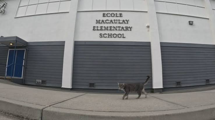hifurrend's tweet photo. A cat named Sniff has a favorite place to hang out: an elementary school in Vancouver. His owner noticed something funny when she checked his GPS tracker. All summer, Sniff had avoided the school. “There are no kids, so he's not there,” she said.

Now that school's back, so is Sniff. He's back to visiting classrooms, attending assemblies, and hanging out with the students.