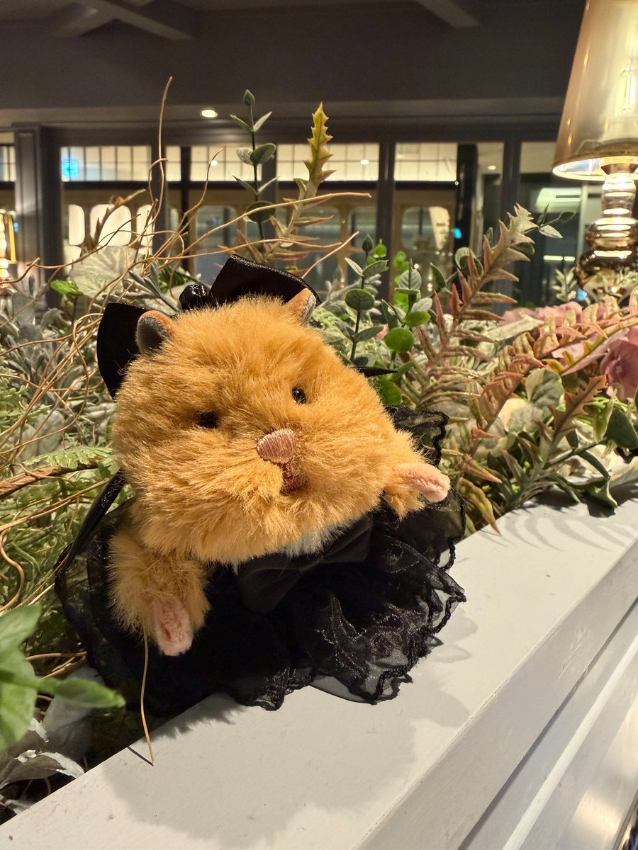 hgfufz's tweet photo. 黒いワンピースがめちゃくちゃ似合ったのでお買い上げちくわちゃん🐹🛍️
#はむにぎり https://t.co/JVuLKq70le