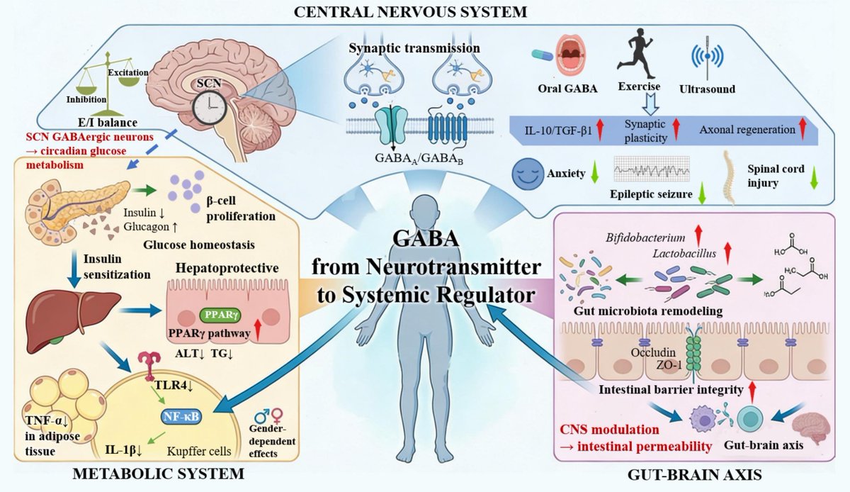 heniek_htw's tweet photo. GABA regulates neuronal, immune &amp; gut-brain signaling in preclinical models
LAB synthesize GABA via GAD; strain-specific GABA-T route needs validation
GABA-enriched foods may improve flavor and offer health benefits
Genetic editing, co-culture &amp; stimulation may boost GABA yield https://t.co/dMLSMn0Qz2