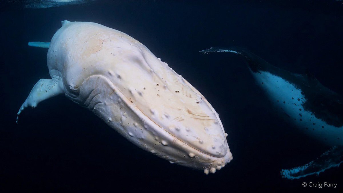 EvolveWildlife's tweet photo. The only known underwater photograph of Migaloo, the legendary white humpback whale, was taken off Byron Bay in 2016. A true albino, he is believed to have been born in the 1980s and was last sighted in 2020.

📷 Craig Parry https://t.co/CkgpDznfkB