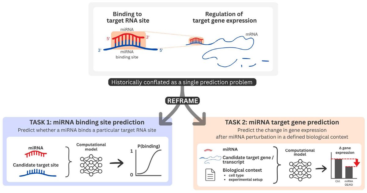 Non_Coding_RNA's tweet photo. 🧬 Latest Perspective | Non-Coding RNA

From binding sites to gene regulation: discover why miRNA target prediction needs distinct computational tasks and better benchmarks.

📖 https://t.co/XBSTgcjMUP

#NonCodingRNA #microRNA #Bioinformatics https://t.co/Qp4j9gTxhr