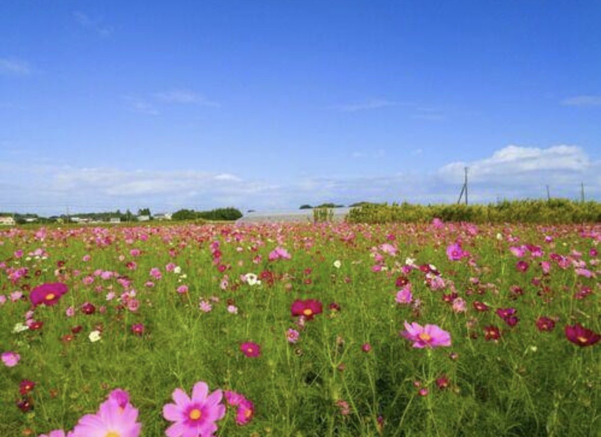 Miley_MCZ's tweet photo. あまが台総合公園は春は桜がとってもキレイで夜はライトアップされるんですよ✨️
耕作放棄地の予防や解消の為にコスモスやひまわりを植えてくれる団体もあるそうです。秋以外の長生村もとても綺麗ですよ。
 #長生村
 #あまが台総合公園
 #コスモス
 #桜ライトアップ https://t.co/UJhM5IXKwi