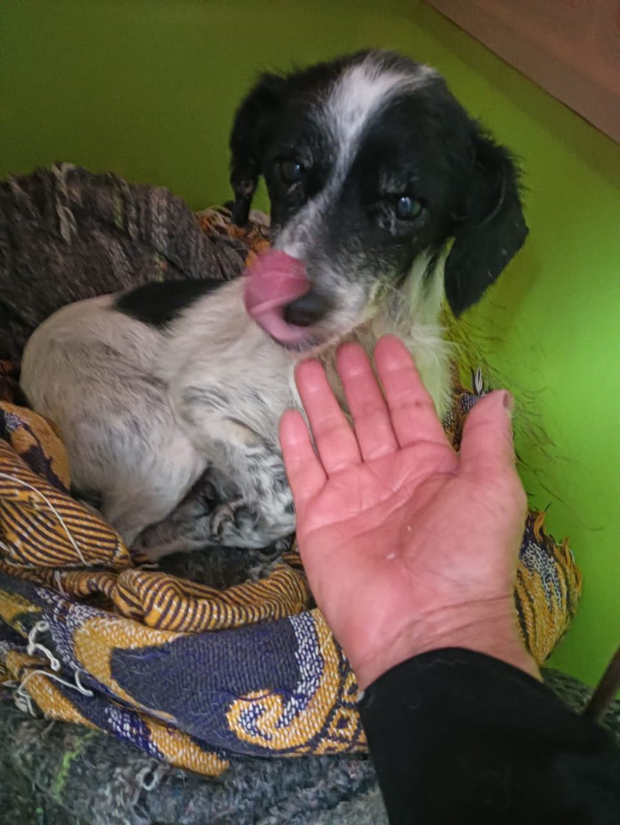 VIBRAmascotas's tweet photo. Es talla chiquita, viejita , estaba muy malita de su piel 
Ahora está buscando padrinos para su esterilización,  cuesta $500 
Puedes donar 50 pesitos? 
También puedes donar un poco de alimento.  
Si deseas adoptarla manda wats 5548724347
#cdmx 
Donación en especie : 
https://t.co/P09OoQKw9I

Banco Azteca 
Diana Carolina Rosales Pérez
CLABE 127180013430278263 
TARJETA 4027660008598593

BANCOMER
Diana Carolina Rosales Pérez 
4152314199269617
Clabe 012180015995475465

Spin Oxxo 
4217 4700 5339 4454

Paypal  (nos cobra comisión) 
https://t.co/Gc82EZ7Ps0  

Patreon
https://t.co/doNSW3H7xf