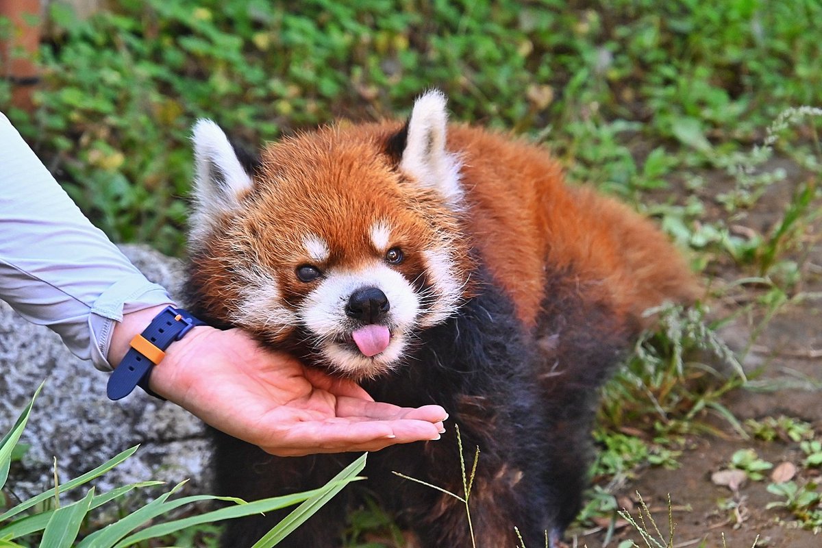 chillaphoto's tweet photo. 【舌を出した小さな人気者】
撮影者:ひげおじ
ちょこんと舌を出して、愛嬌たっぷりのひと休み。
#レッサーパンダ #動物写真 #風太 #RedPanda #WildlifePhotography #CuteAnimals #PandaRoux #PhotographieAnimalière #AnimauxMignons https://t.co/6UsQ7FIg0q