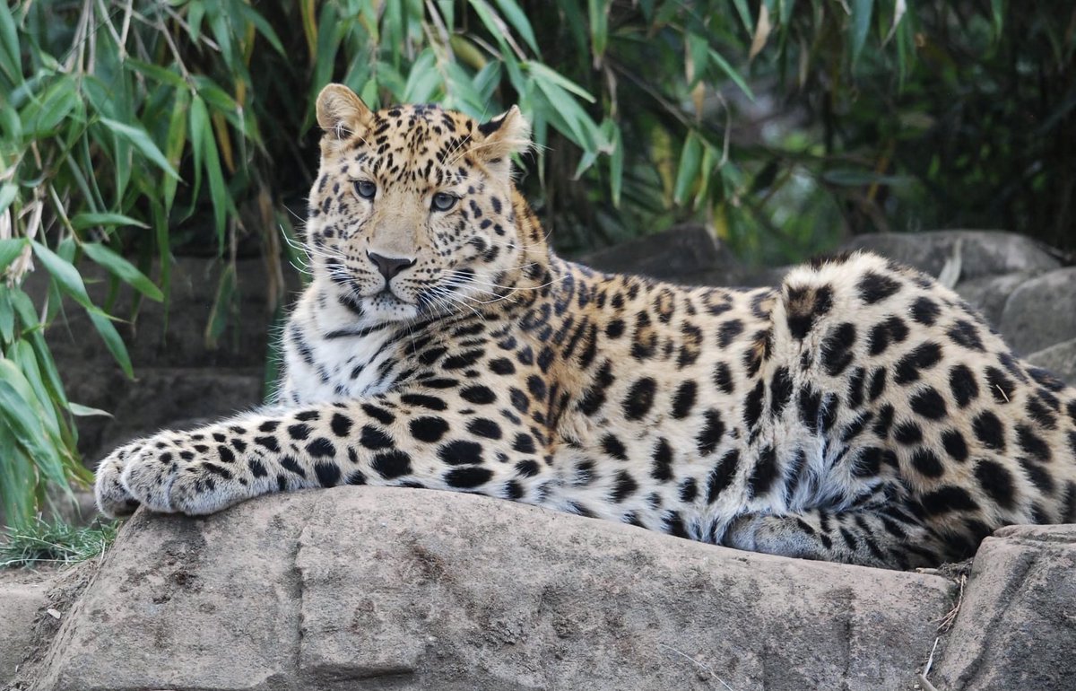 atrameu's tweet photo. i really like cats and i really want mitya to be some kind of cat... so in #valityosha it would bear, cat and wolf..
mitya as an amur leopard or a snow leopard... waaahh.. or maybe an amur forest cat specifically... cat mitya 😭🩷🩷 https://t.co/IPb60hyadm