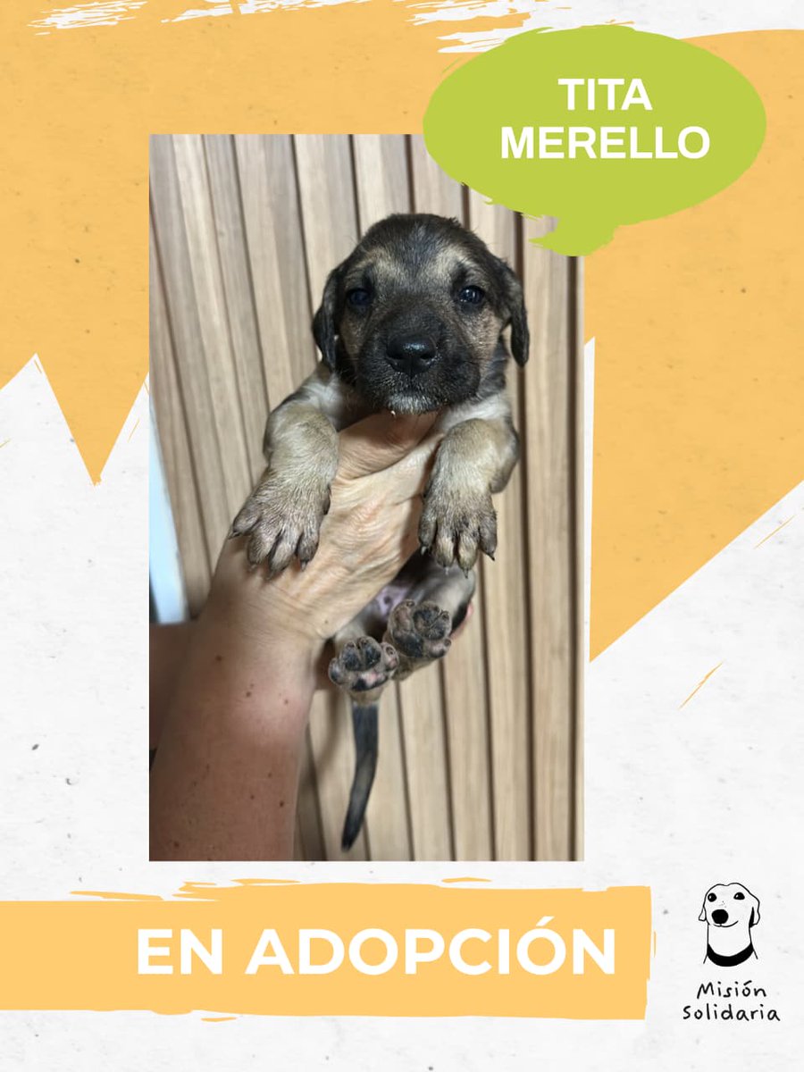 lagarzasosa_'s tweet photo. Tita tiene 45 dias. Es la más guapa de la muchachada, va desparasitada y lista para crecer con vos.
Zonas CABA y GBA
Queres adoptarla? Escribime!
misionsolidariatwitter@gmail.com
Asunto: Se dice de mí..
RT porfa https://t.co/fO9pOhW79p