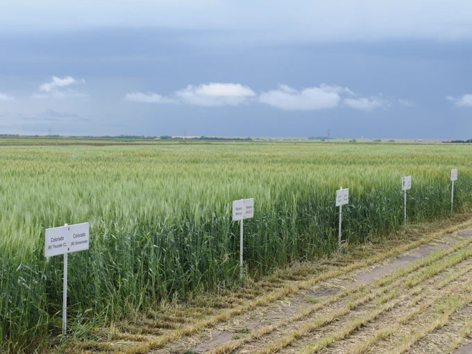 wheat field