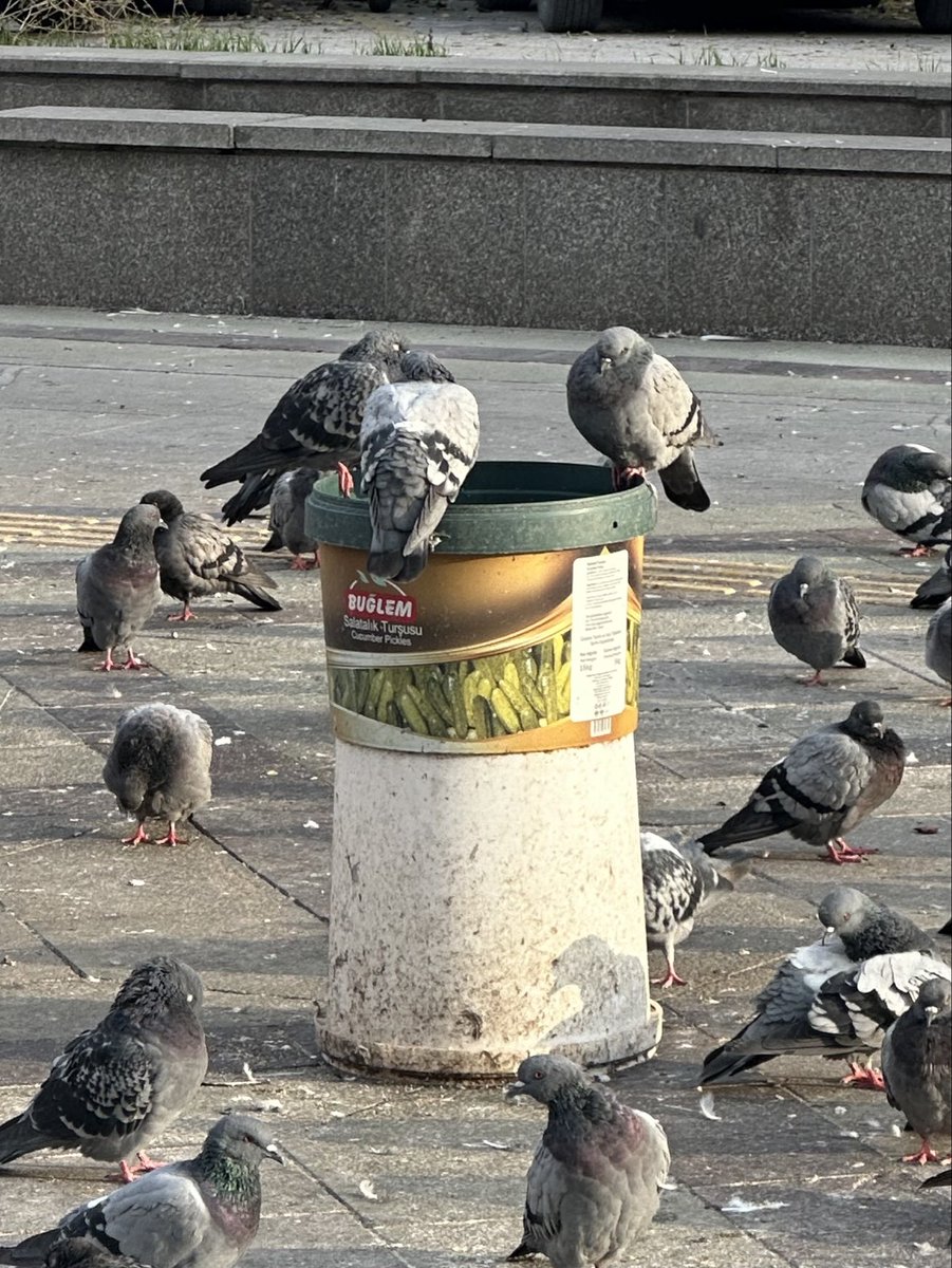 gitpush_gitpaid's tweet photo. I can’t prove it but these three pigeons are plotting something https://t.co/m8luHIeXdb