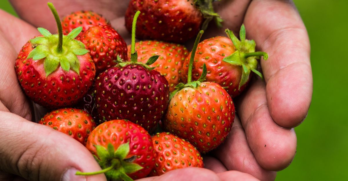 AgTech_Awards's tweet photo. AI Predicts Daily Strawberry Harvests on a Real Commercial Farm - https://t.co/g46WfpAbiq
https://t.co/e0Z8WZJGSk
#agtech #agriculture #foodtech #farming #sustainablefarming #agribusiness https://t.co/5zpZ82sAdC