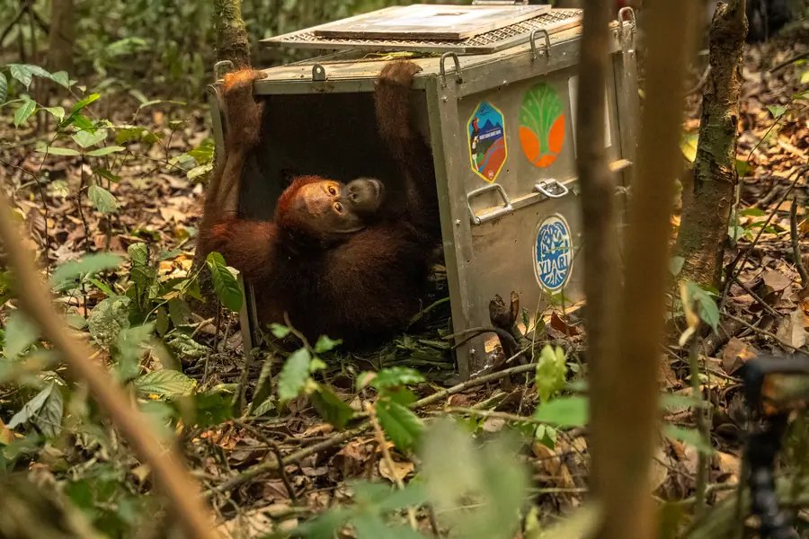NaturellScience's tweet photo. Eight endangered orangutans, including three mothers with infants, were rescued after fires damaged their habitat in Indonesian Borneo. Following veterinary examinations and rehabilitation, they were released into protected Batu Nyambu forest on 8 October. https://t.co/U7jCnS5yBc