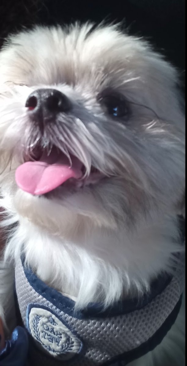 fefusmija67's tweet photo. Gente minha mãe levou o cachorro pra tosar e olha o jeito q ele volto pqp https://t.co/zlCg9U4dwQ