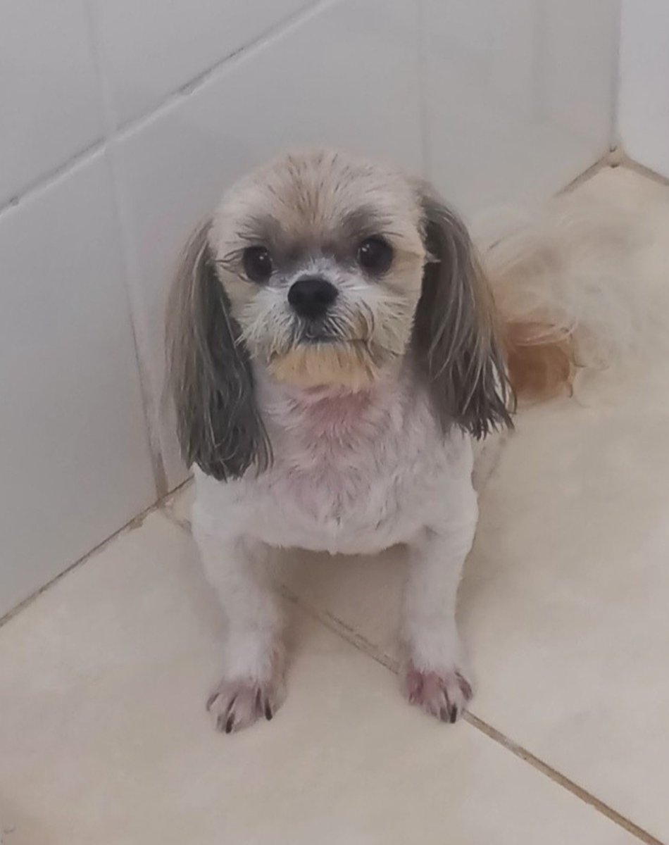 fefusmija67's tweet photo. Gente minha mãe levou o cachorro pra tosar e olha o jeito q ele volto pqp https://t.co/zlCg9U4dwQ