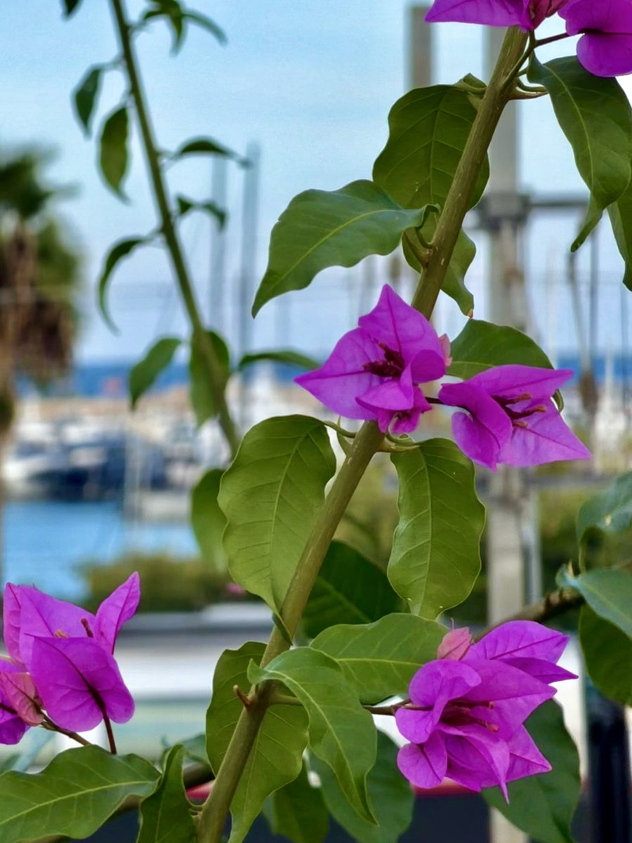 BrigitteB55's tweet photo. Bonne fin de journée à vous 🫶🏻🍀
#LundiFleuri 🌸 #Antibes 💜 https://t.co/aisnhIsvNh