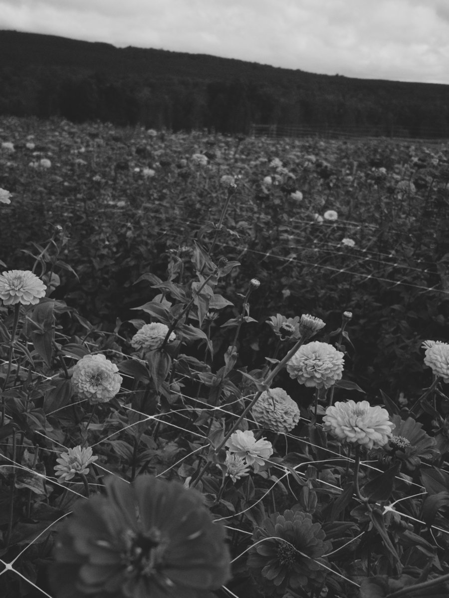 monday_flowers's tweet photo. @camera_nocta https://t.co/yOlBG88EHn