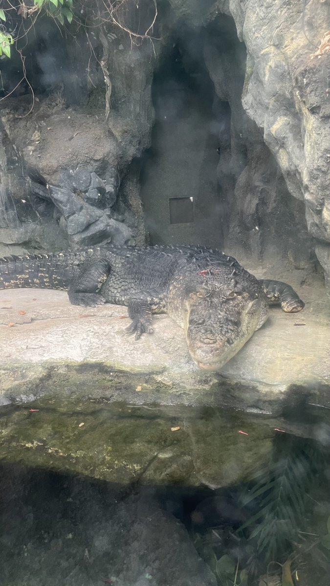 celtlion's tweet photo. 今回上野動物園にて貴重な食事シーンをみれたり、両生爬虫類館をまわったりと生き物との距離が近く見てまわれたのでとても満足した休日でした😊 https://t.co/Z1dNhyRC8B
