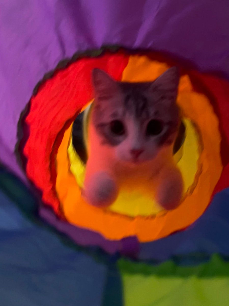 nocontextscats's tweet photo. he is coming! https://t.co/Jl2bqma3YR