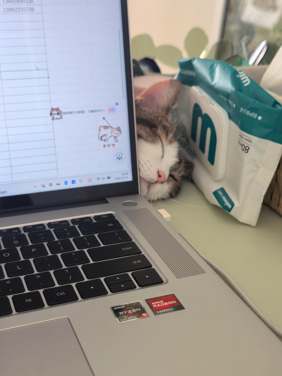 nocontextscats's tweet photo. 😴 https://t.co/1M2sX7HGlR