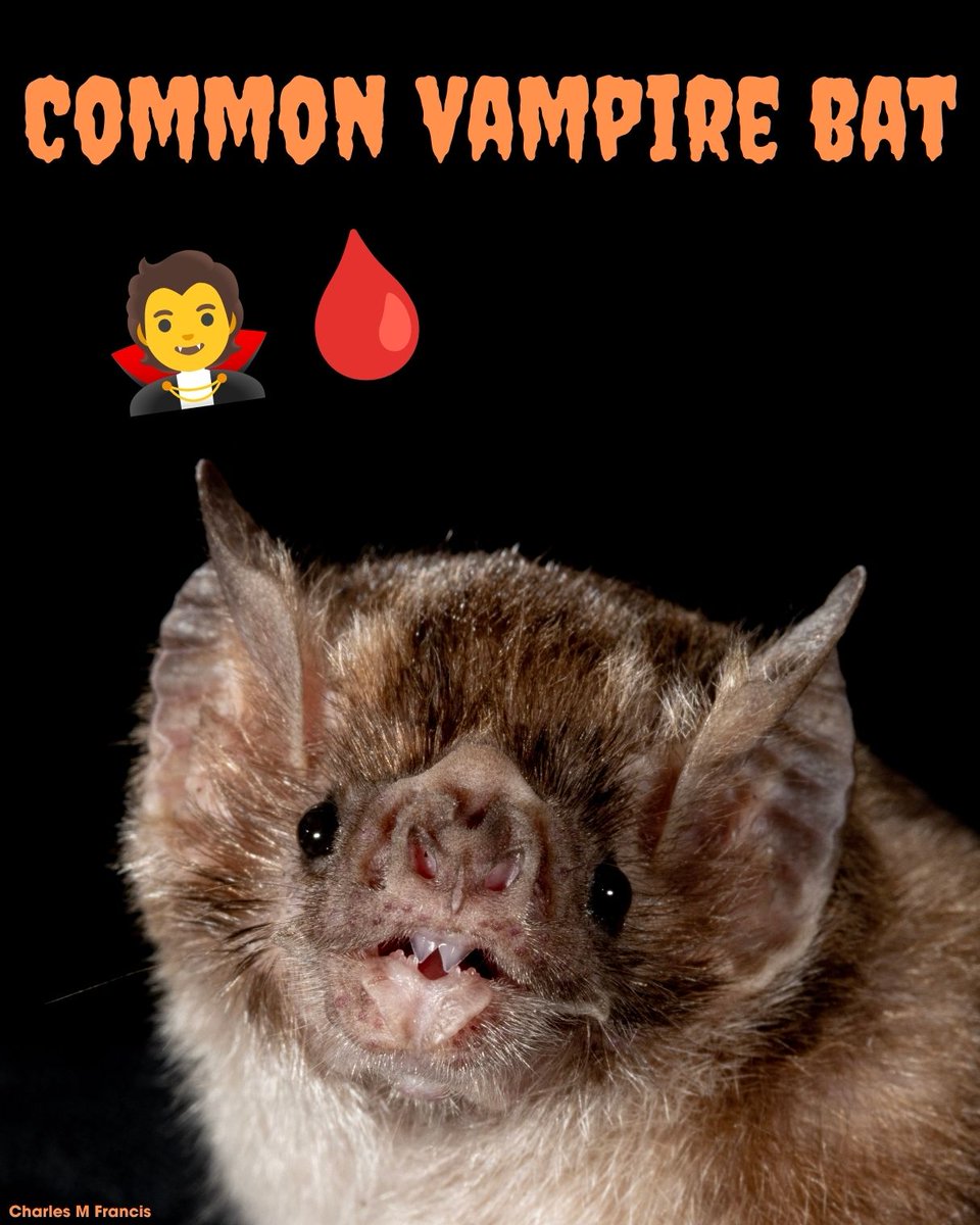 BatConIntl's tweet photo. Whether your Halloween spirit needs boosting, or is at an all-time high, here's a few bats to make your heart go 🧡 https://t.co/z0jyCP5H1m