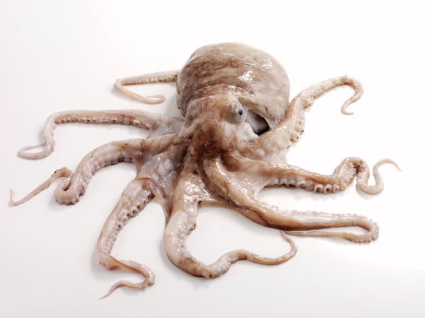 fisheriesappg's tweet photo. UK #octopus landings are up nearly 1500% since 2021. Last week, @DefraGovUK hosted a conference which brought together fishermen, scientists and managers to discuss the south-west bloom, including its impact on #shellfish stocks and options for management for this new fishery.
https://t.co/TsEYtqWbFo