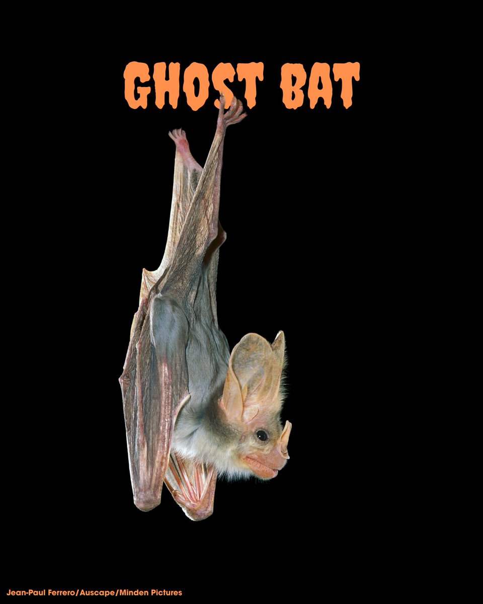 BatConIntl's tweet photo. Whether your Halloween spirit needs boosting, or is at an all-time high, here's a few bats to make your heart go 🧡 https://t.co/z0jyCP5H1m