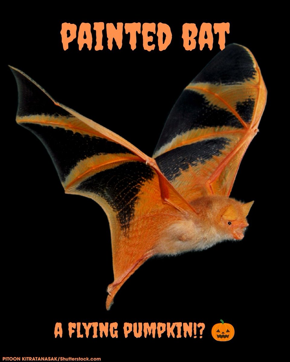 BatConIntl's tweet photo. Whether your Halloween spirit needs boosting, or is at an all-time high, here's a few bats to make your heart go 🧡 https://t.co/z0jyCP5H1m