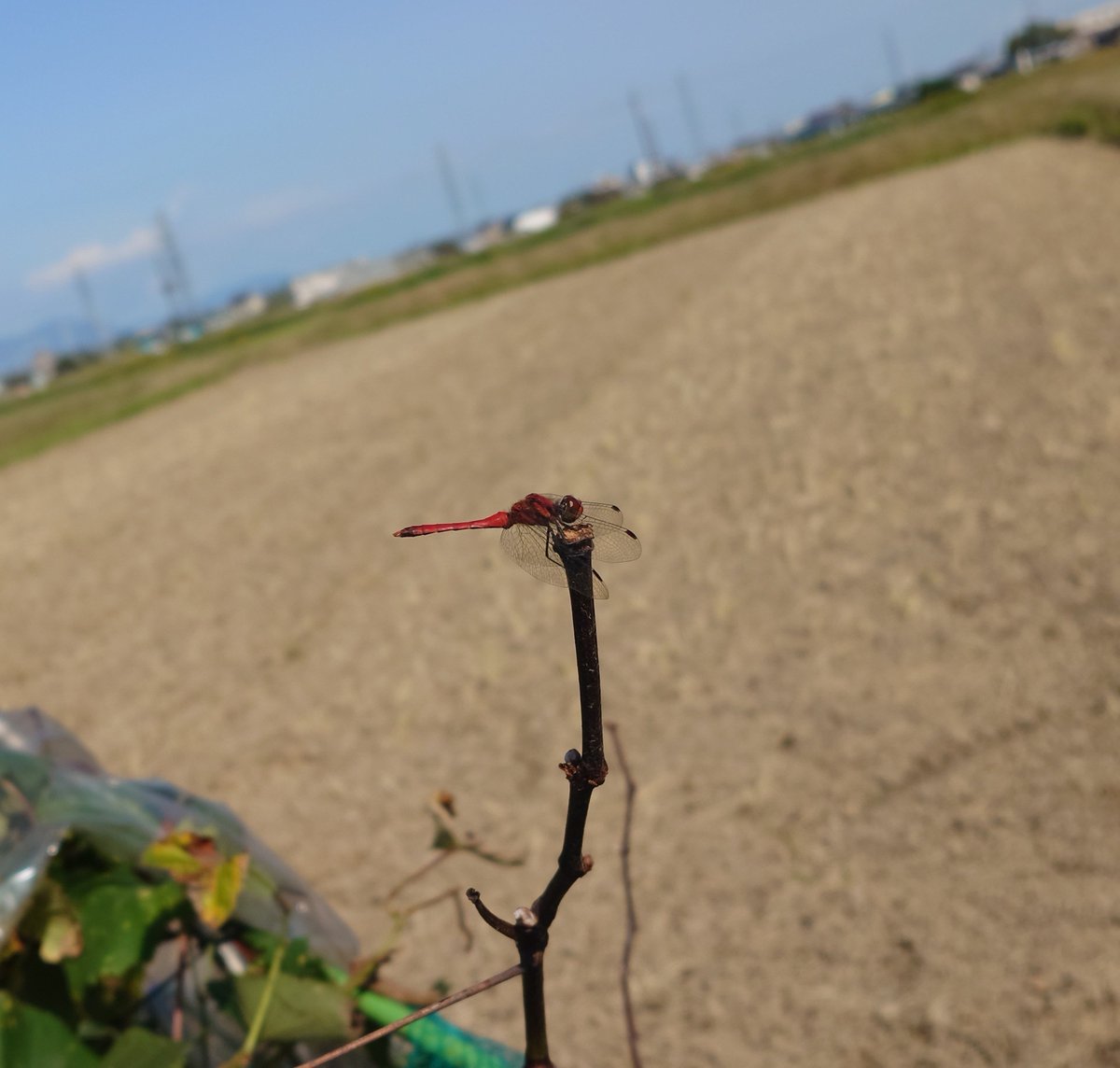 Natugumo_cst968's tweet photo. そういや、今年はちゃんとナツアカネを見つける事が出来たな。去年はしっかり見つけられなかったもんで。

しかしこう、アキアカネとほぼ同じ生活というか路線で生きてるんだから普通に異種間(になるのか？)交配されてそうなんだけどどうなんだろね？"目"がいいから間違わんのかね。ちょっと気になる https://t.co/NnDrCvVOVt