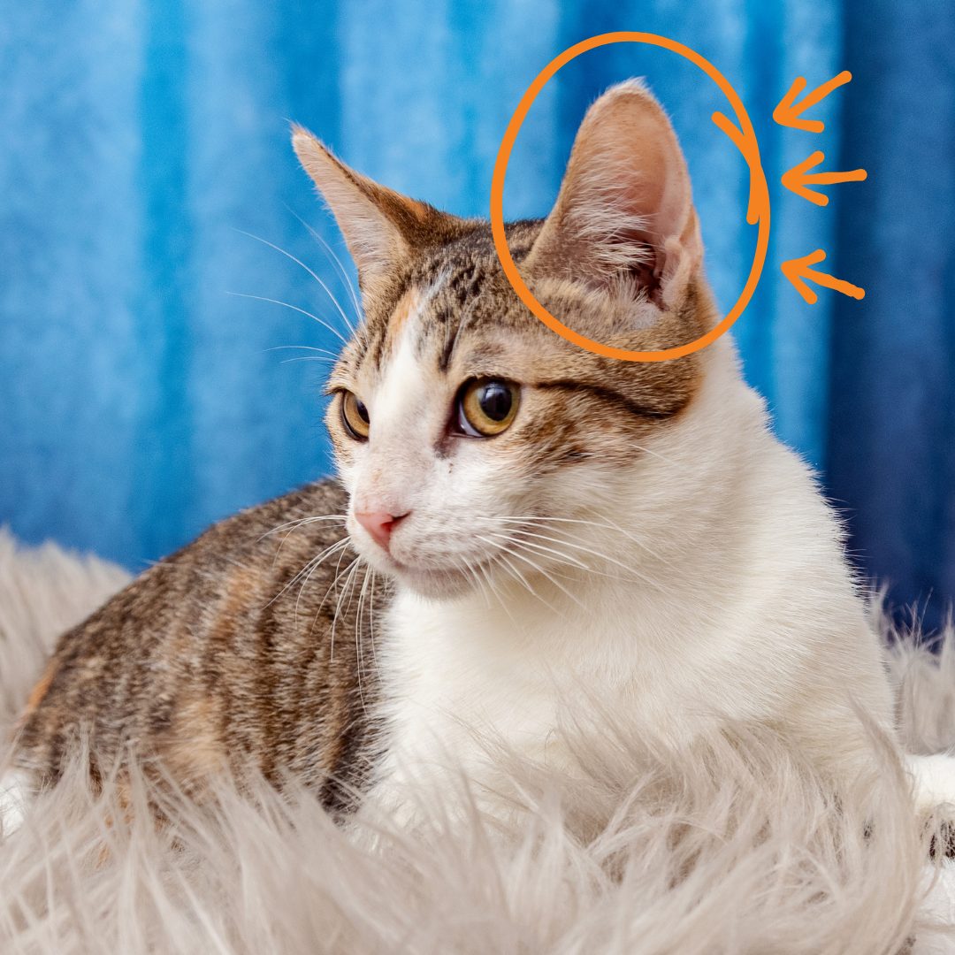 bestfriends's tweet photo. Did you know that cats have 32 muscles in each outer ear, allowing them to swivel their ears up to 180 degrees and move them independently?

This explains how they can hear a treat bag open three rooms away. 😹 https://t.co/XxMd8nhj7y