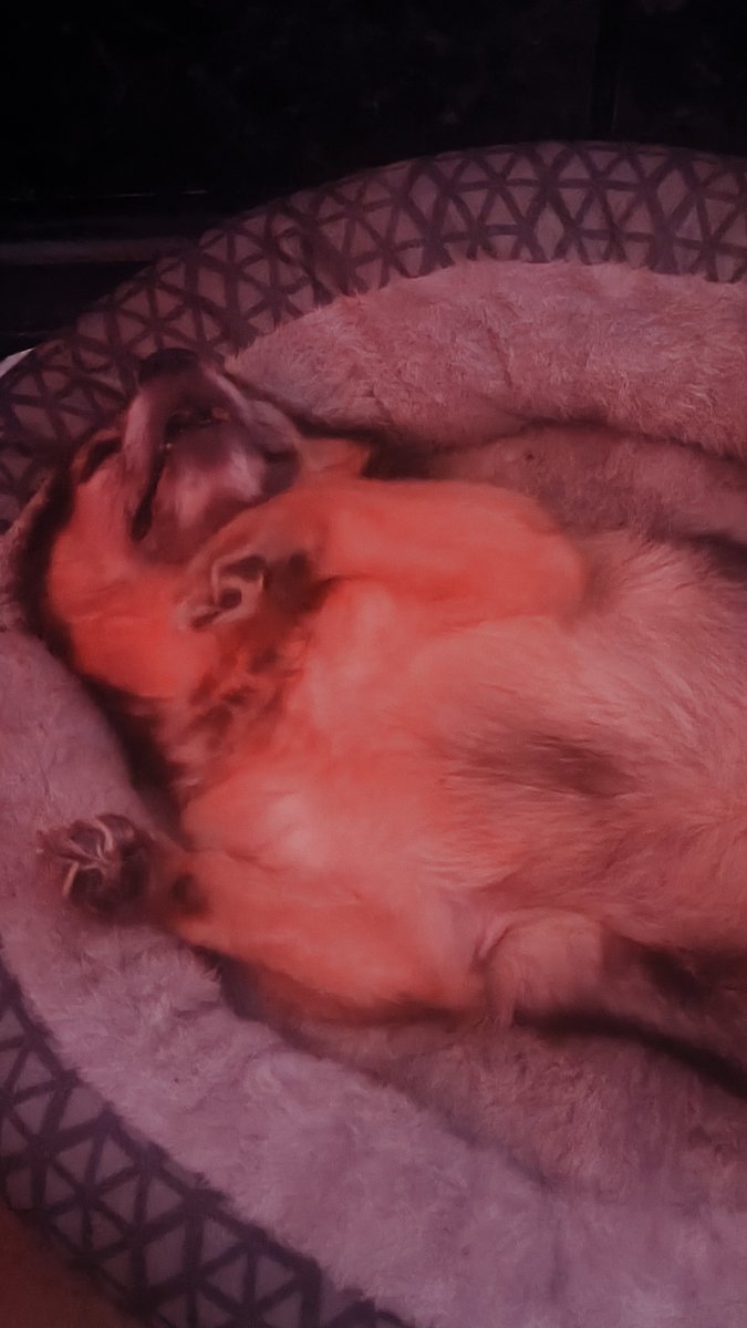 AikoNecrosisVT's tweet photo. @DayumDahlia Got a cute pic of her asleep this morning https://t.co/5RetLAa59s