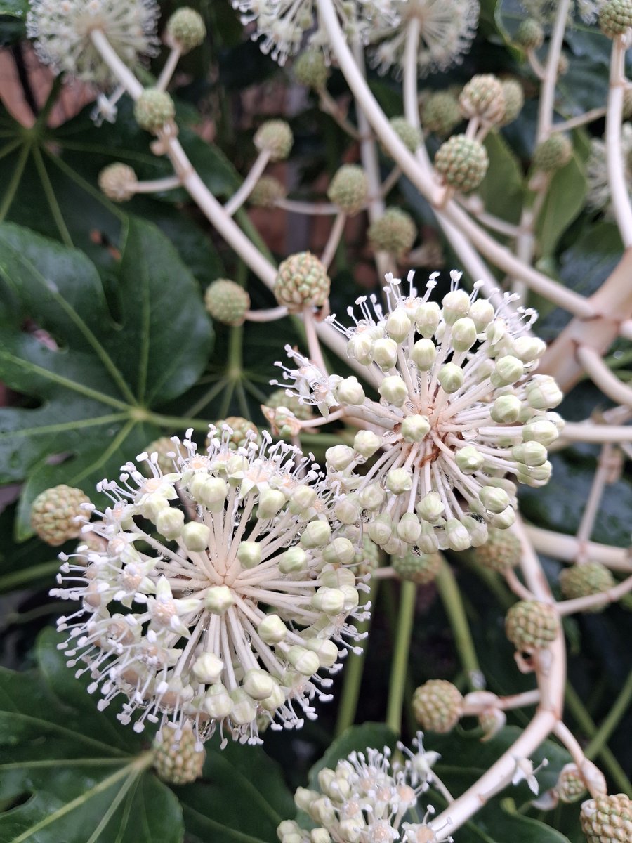 Librarymaid's tweet photo. This always makes my ordinary little English garden feel rather exotic. Fatsia Japonica in full bloom! https://t.co/dKg5RaY99v
