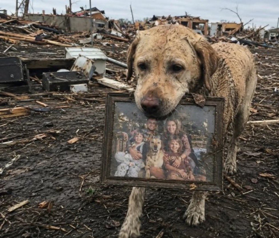 feelgoodtale's tweet photo. 🥹🥹🥹

Rescue team found a dog 5 days after a tornado
He was walking alone in the wreckage of destroyed houses
At first they thought he was carrying a toy or insulation
But it was actually a family photo in his mouth
A strong EF-3 tornado hit a town in Oklahoma
Many houses were destroyed completely
A family (parents, two daughters, and their dog Buddy) lost their home
Buddy got separated during the tornado
The family searched for Buddy for 5 days
Most people thought he had not survived
On the 5th day, rescuers finally spotted him
Buddy was weak, injured, and covered in dust
He was carrying a damaged family photograph
The photo showed the family and Buddy together
He walked carefully through debris without dropping it
He seemed to be “searching” for his family
He finally reached the mother when she arrived
He gently placed the photo at her feet
The mother cried and picked him up
They were finally reunited
Vet check showed he was dehydrated and injured
His paws and mouth were hurt from carrying debris
He likely carried the photo for many days
Dogs don’t understand photos, only smell and familiarity
The photo carried the scent of his family and home
That is why he chose it and protected it
The family kept the damaged photo as it is
The teeth marks are still visible and meaningful
Buddy recovered physically after a few weeks
But he became very protective and always stays close to family
He now follows them everywhere and avoids being alone

The story shows loyalty, love, and connection of dogs to humans
Even after disaster, Buddy never stopped searching for his family