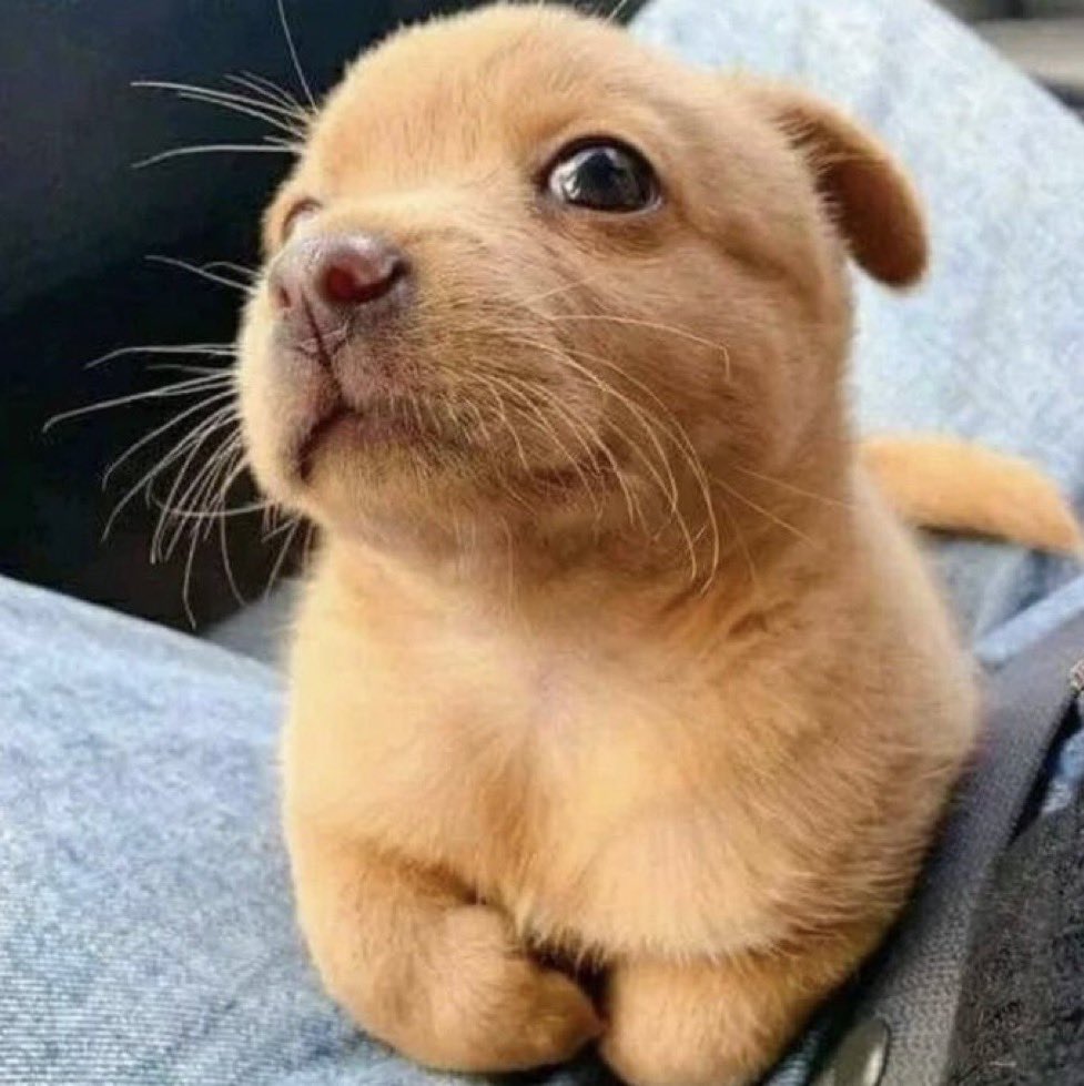 feelgoodtale's tweet photo. A boy walks into a pet shop and asks how much the puppies cost.
"Between 300 and 500 euros," the owner replies.
The boy reaches into his pocket, takes out some coins, and says,
"I only have 100 euros, but... could I at least see the puppies?"

The owner calls Lady, the puppies' mother, who comes running, followed by five little balls of fur. One of the puppies is left behind, visibly limping.
"What's wrong with that one?" the boy asks, pointing at the last one.

"He was born with a hip problem," the man explains. "Unfortunately, he'll limp his whole life."

Suddenly, a smile breaks out on the boy's face and he exclaims excitedly,
"That's the dog I want!"

The owner frowns.
"I can't sell you that one. If you want it, I'll give it to you; it's worthless."

The boy is silent for a moment, then looks at the man determinedly and says,
"I don't want you to give it to me. It's worth as much as the others. I'll pay you the 100 euros I have and 10 more each month until the price is paid."
The owner, surprised, replies:
"But, boy, this dog will never be able to run or jump like the others. He won't even play well!"

The boy then lifts up his pants, revealing a prosthesis on his left leg.
"Sir," he says calmly, "I'm not a very good runner either. And this pup will need someone who understands him.