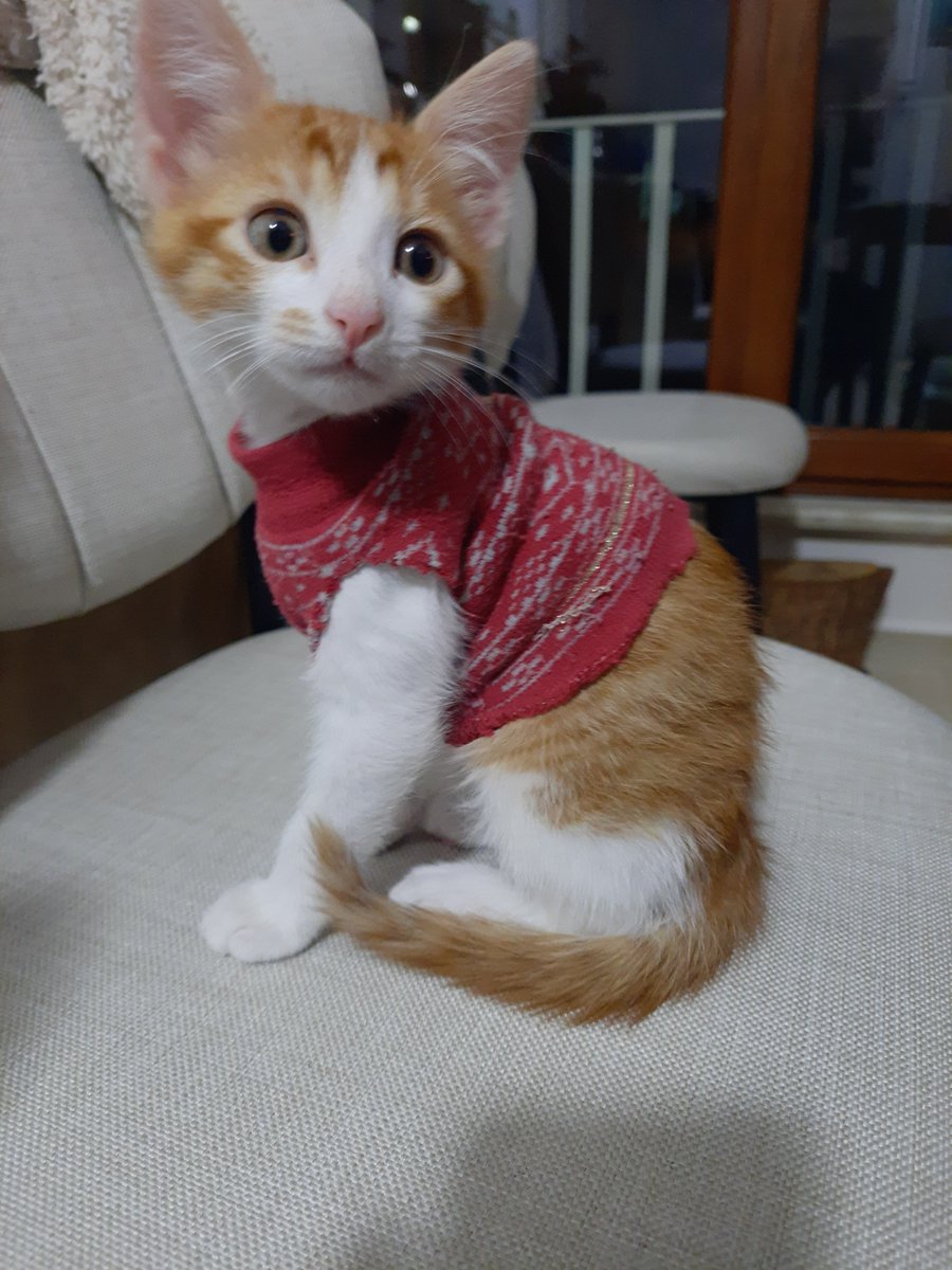 MTurkan14627's tweet photo. Eskişehir ve çevre iller acil yuva🚨🚨🚨
20 ağustos doğumlu erkek, kardeşleri yuvalandı onu soran olmadı 😥
Tuvalet eğitimi var, ilk karma aşısı yapıldı https://t.co/SRxPXfzs00