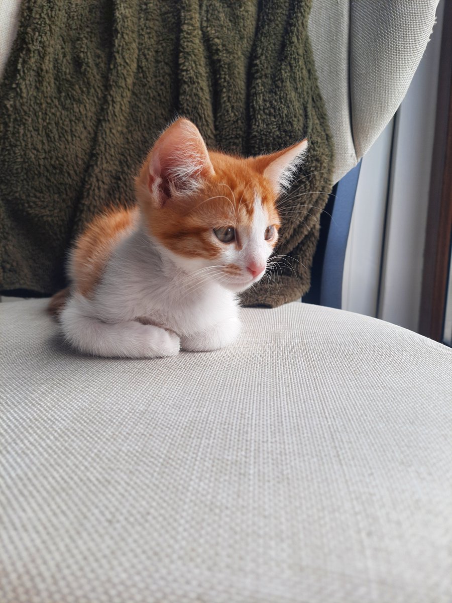 MTurkan14627's tweet photo. Eskişehir ve çevre iller acil yuva🚨🚨🚨
20 ağustos doğumlu erkek, kardeşleri yuvalandı onu soran olmadı 😥
Tuvalet eğitimi var, ilk karma aşısı yapıldı https://t.co/SRxPXfzs00