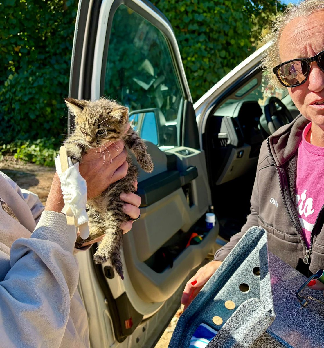 WBTV_News's tweet photo. Paramedics splinted the broken leg of a kitten found on the side of the road Sunday morning as crews responded to a building fire in Burke County. 🩵🐱

More: https://t.co/1yVC93OJyK https://t.co/oG8yuSiEPg