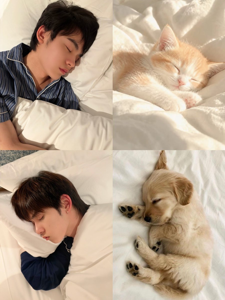 whimsteee's tweet photo. 🤍🐱ᶻ 𝗓 𐰁🐶🤍 https://t.co/OTUZhO9gtB