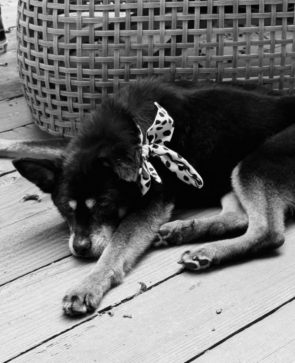 newpeedr's tweet photo. obrigado por cuidar da ariana durante esses 17 anos coco, que você descanse em paz.🪽 https://t.co/c0vi8WJuVf