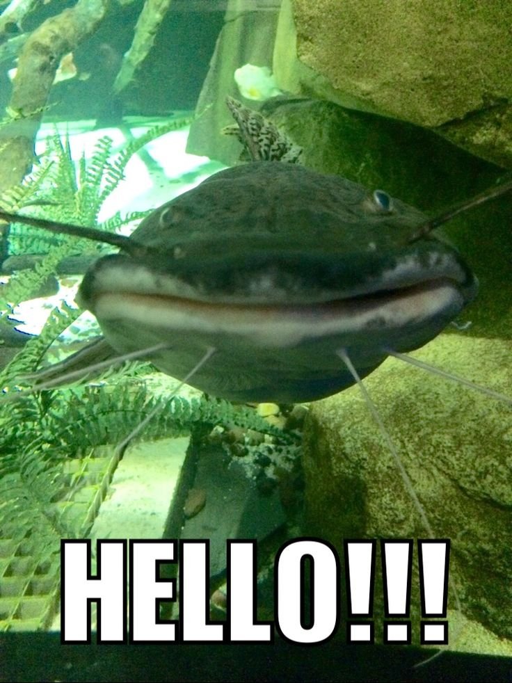 likelovecatfish's tweet photo. @L8Uv4COZ6d49185 Catfish catfish https://t.co/t1aiaythn3
