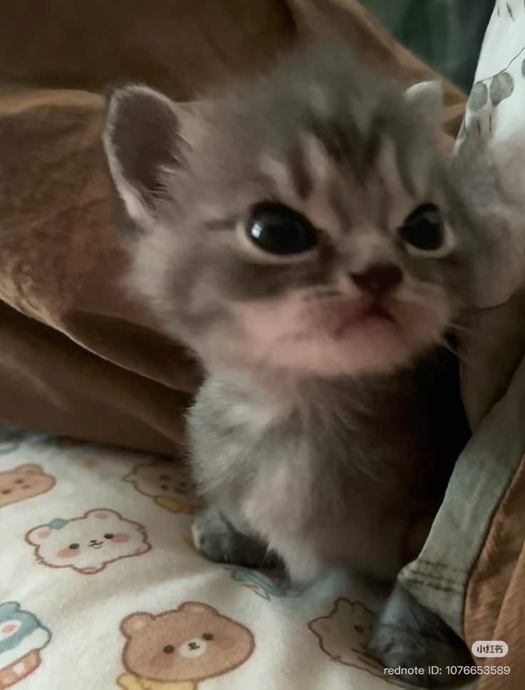 xxcatxx777's tweet photo. يشبه جهازي العصبي https://t.co/mqkAlq758Q