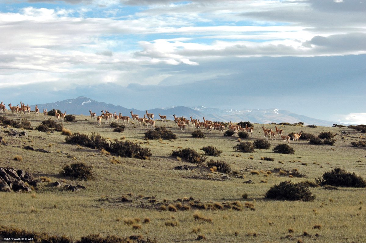 TheWCS's tweet photo. A protected area on a map is not enough. 

As #COP17Armenia opens, we welcome a new @IUCN report calling for ecological integrity to be central to conservation efforts.

Read our statement: https://t.co/4O5mz0wngf https://t.co/CIuWBCQGBW