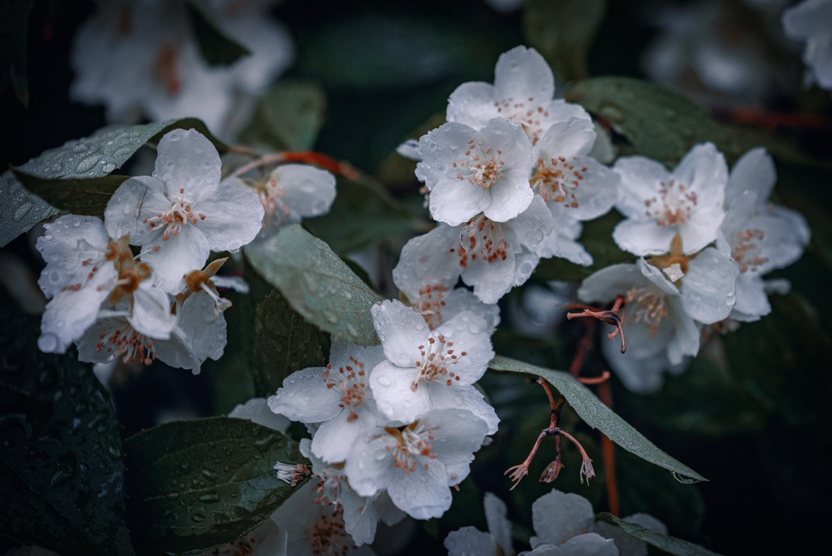 johns_ox7879's tweet photo. Mock orange in the rain. 📸💥🍃🌧️. #flora #flowers #mockorange #rainyday #flowersofinstagram https://t.co/iSNNRvoNPa