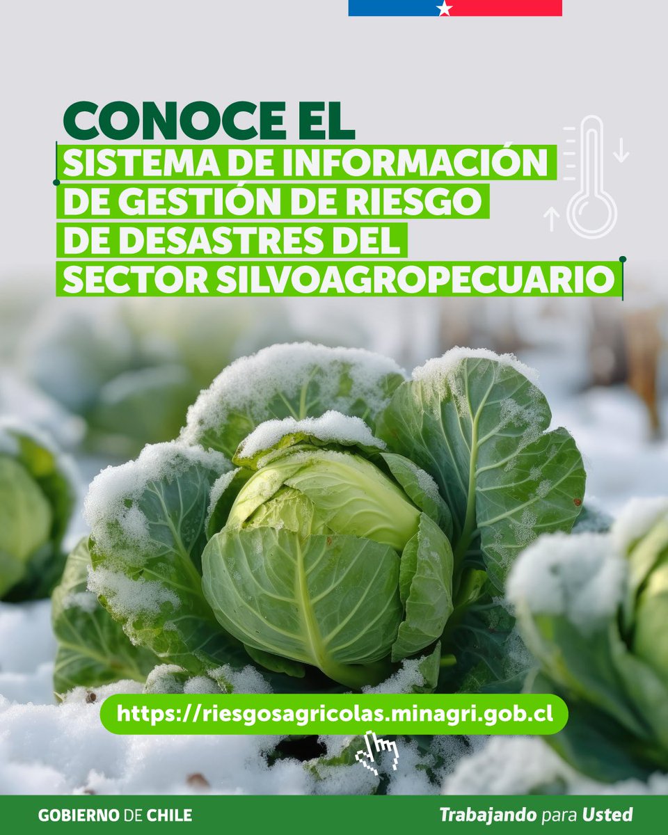 MinagriCL's tweet photo. ⛈️🚜👨‍💻¿Sabías que el @MinagriCL cuenta con un Sistema de Información de Gestión de Riesgo de Desastres para el sector silvoagropecuario?

✔ Una plataforma que reúne información climática, alertas, pronósticos y publicaciones técnicas para apoyar la toma de decisiones, prevenir riesgos y reducir pérdidas.

📲 Conoce sus herramientas y descubre cómo prepararte mejor en https://t.co/tMEpi8D6u6