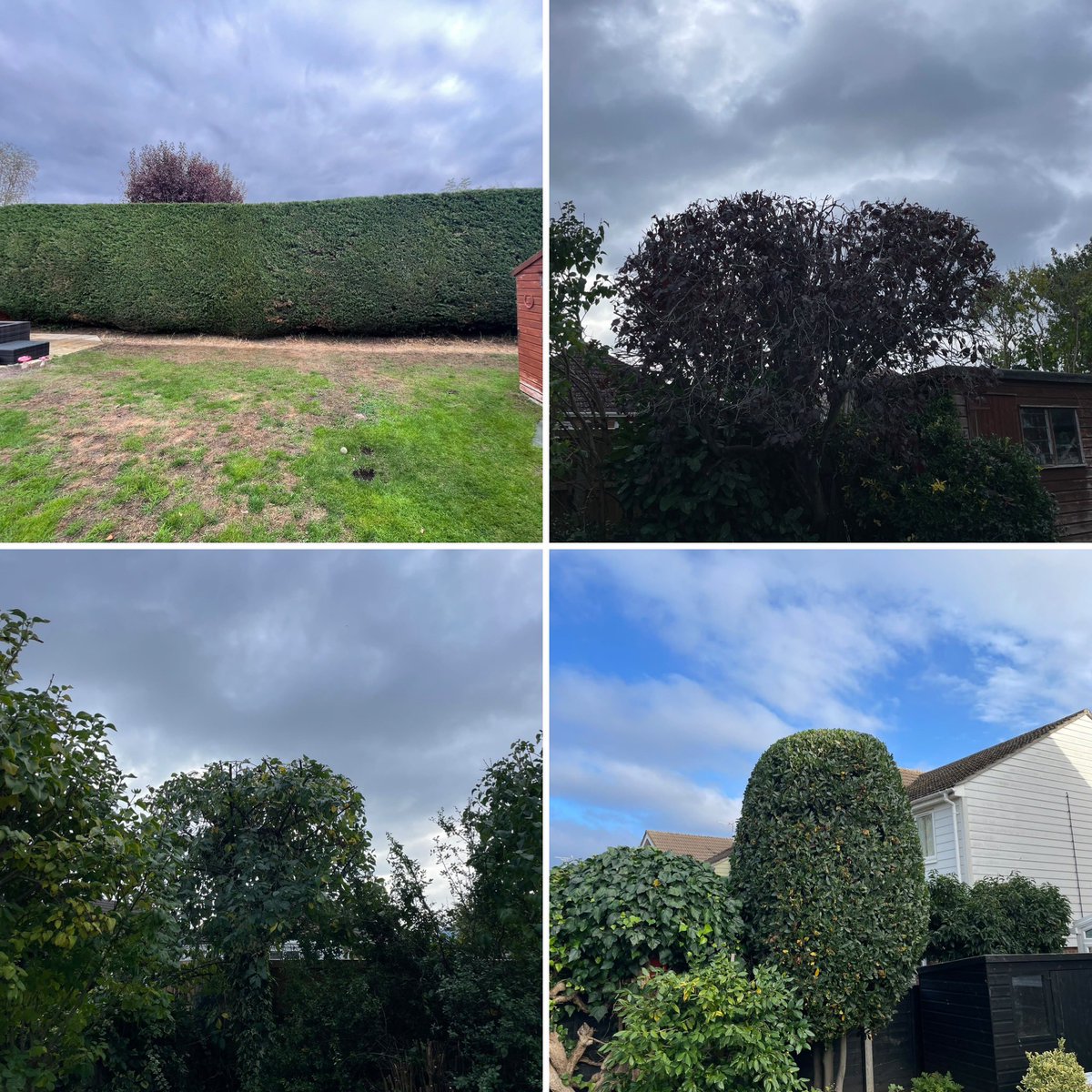 MasonsTree's tweet photo. Hedge trimmed, x2 crown reductions &amp; Bay trimmed today at three different locations in #Colchester, #Essex all regular clients. https://t.co/HcKfnxY0io