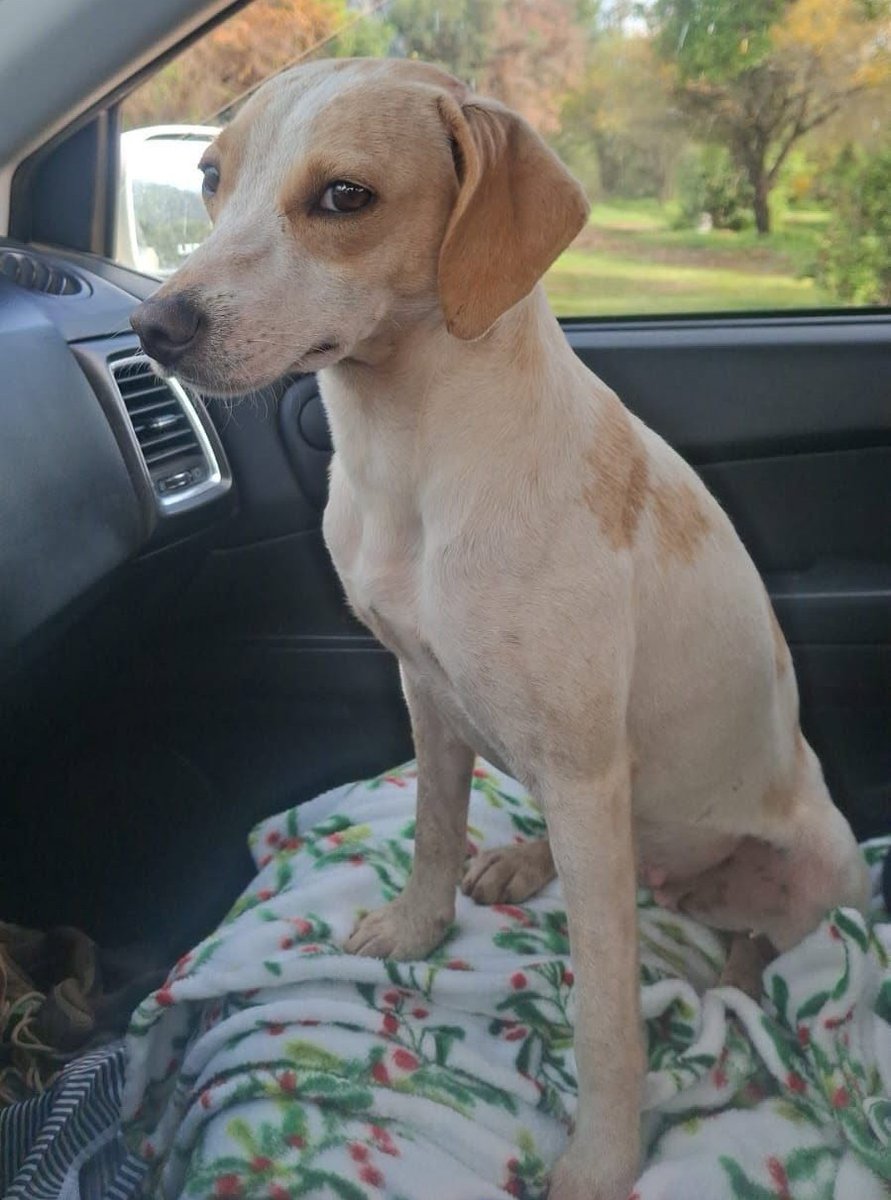 eltuitdemarsh's tweet photo. Fue capturada y la llevan a esterilizar. Lamentablemente, una vez que su post-operatorio termine volverá a la calle. Su nombre es Blanquita, es pequeñita, dócil, tranquila, cariñosa y necesita un hogar. Si deseas dárselo, comunícate al +56942347220. Favor RT!
#Rancagua https://t.co/6UIFc7rRb1