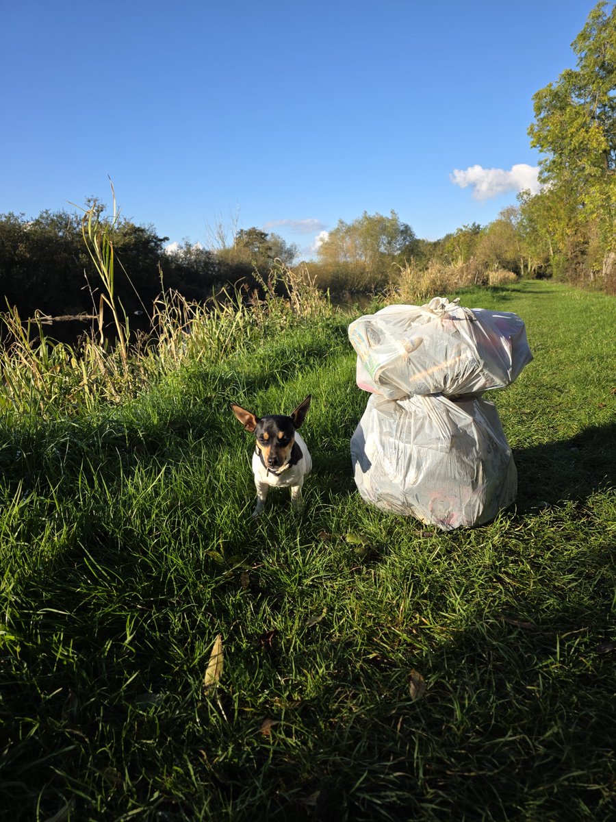 roriain's tweet photo. Another great day for messing about with Luna ๐พ on the river, while picking up #litter. Moving towards #litterfree status one piece of litter at a time. From below royal oak bridge to Fenniscourt. Ragwort. #LeaveNoTrace #lovewhereyouwalk https://t.co/RrZdhGi39C