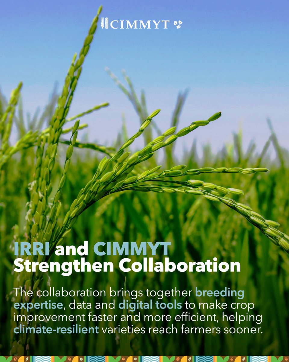 CIMMYT's tweet photo. Better breeding systems can help get better varieties to farmers faster. 🌱

@irri and CIMMYT are joining expertise, digital tools and shared breeding services to accelerate climate-resilient crop development.

🔗 Read more: https://t.co/f7OH8eh0Er https://t.co/Lc1QXCF5pm