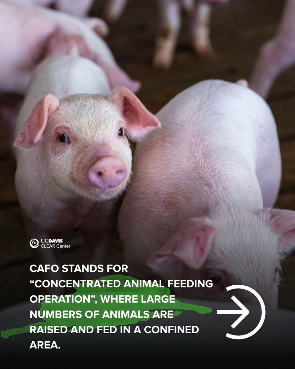 UCDavisCLEAR's tweet photo. As we look toward a more sustainable food system to keep up with a growing population, understanding how different livestock production systems work, and how they use resources around them is an important step in the right direction. 1/ https://t.co/T5PLIkY63h