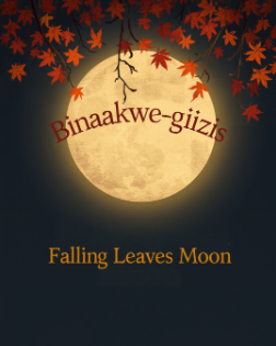 MSIFN's tweet photo. The Ojibwe word for October is Binaakwe-giizis – which translates to the Falling Leaves Moon or Leaf-Falling Moon.  🍂

It describes the natural seasonal shift as the leaves reach their peak colour and begin falling to the ground.
The full moon reaches peak illumination at 12:12 a.m.  tomorrow morning. 🌕

This period focuses on seasonal transition, gathering food or preparing roots and squash, and reflecting on letting go of unneeded energy. 🪾

#FallingLeavesMoon #BinaakweGiizis #OjibweLanguage #IndigenousKnowledge
📷